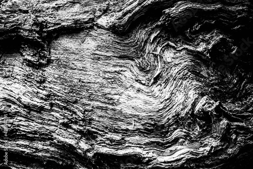 Obraz na płótnie Black and white dead trees w salonie