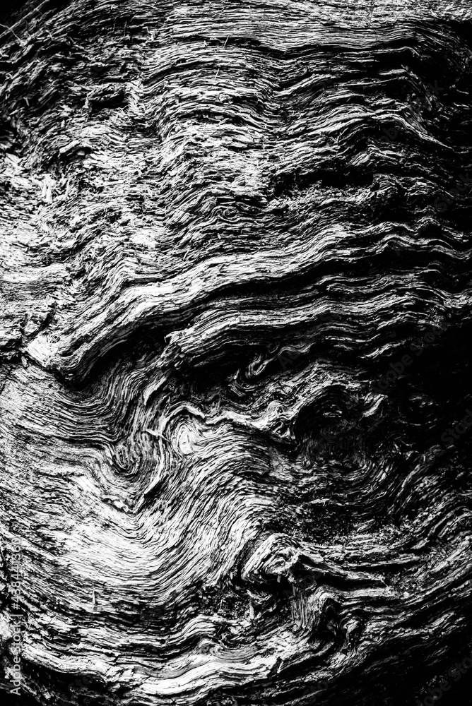 Black and white dead trees
