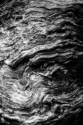 Obraz na płótnie Black and white dead trees w salonie