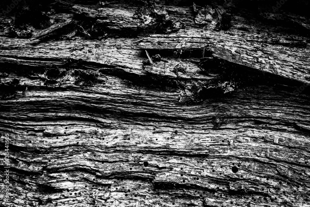 Black and white dead trees