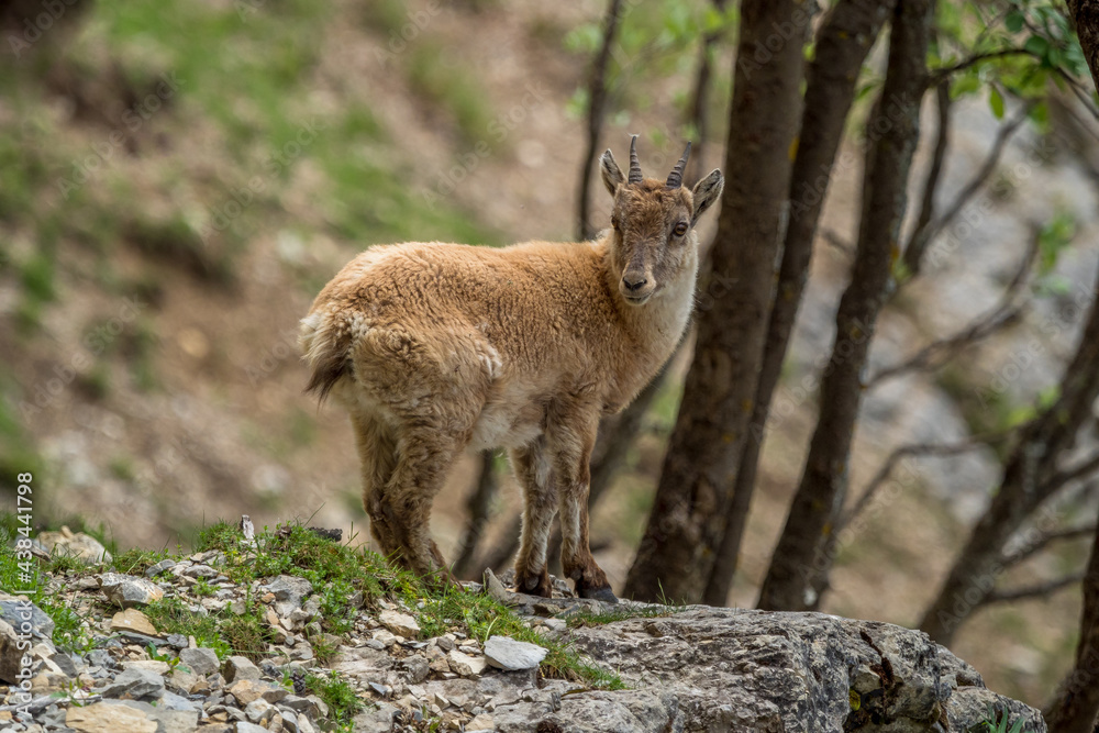 portrait of an Alpine ibex 