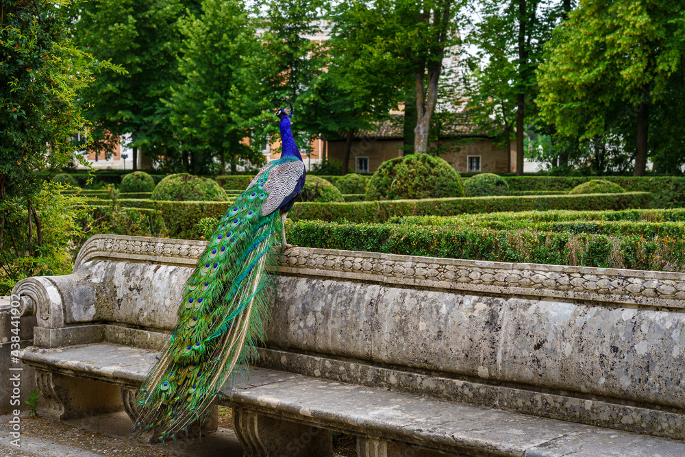 Obraz premium Peacock perched on a bench in a public park with lush vegetation. Aranjuez.