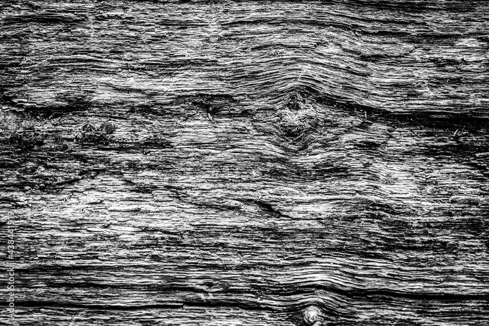 Black and white dead trees