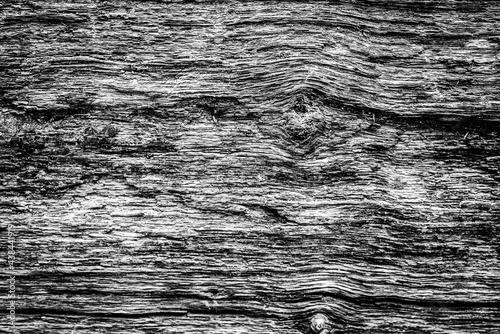 Obraz na płótnie Black and white dead trees w salonie