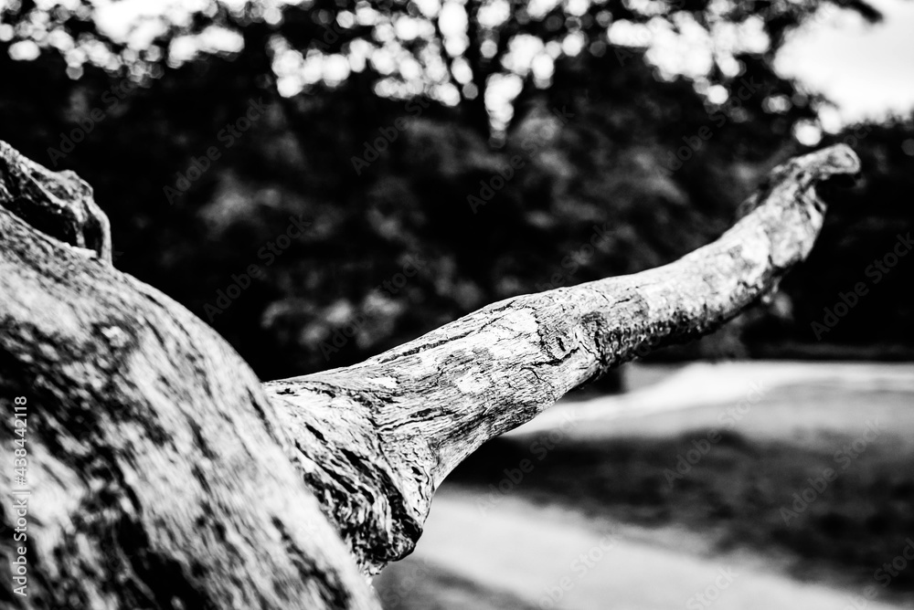 Black and white dead trees