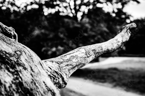 Obraz na płótnie Black and white dead trees w salonie