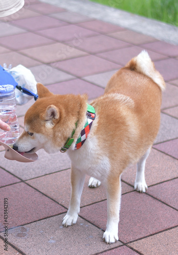 ペットボトルの給水器で水を飲む柴犬