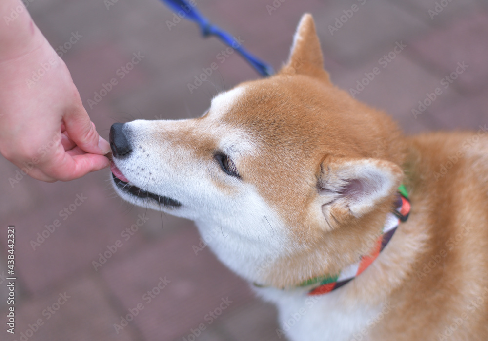 躾におやつを利用する飼い主の手と柴犬