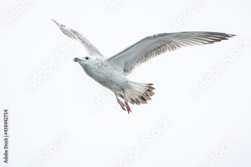 juveniele Caspian Gull (Larus cachinnans) in flight above the water of the oder delta in Poland, europe. 