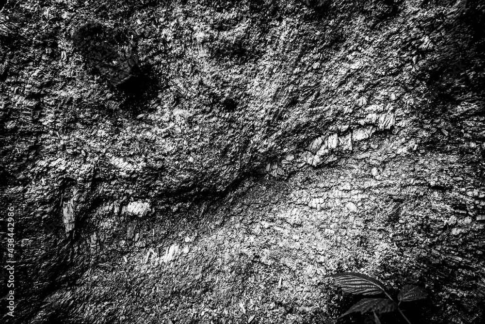 Black and white dead trees