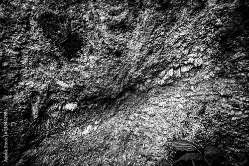 Obraz na płótnie Black and white dead trees w salonie
