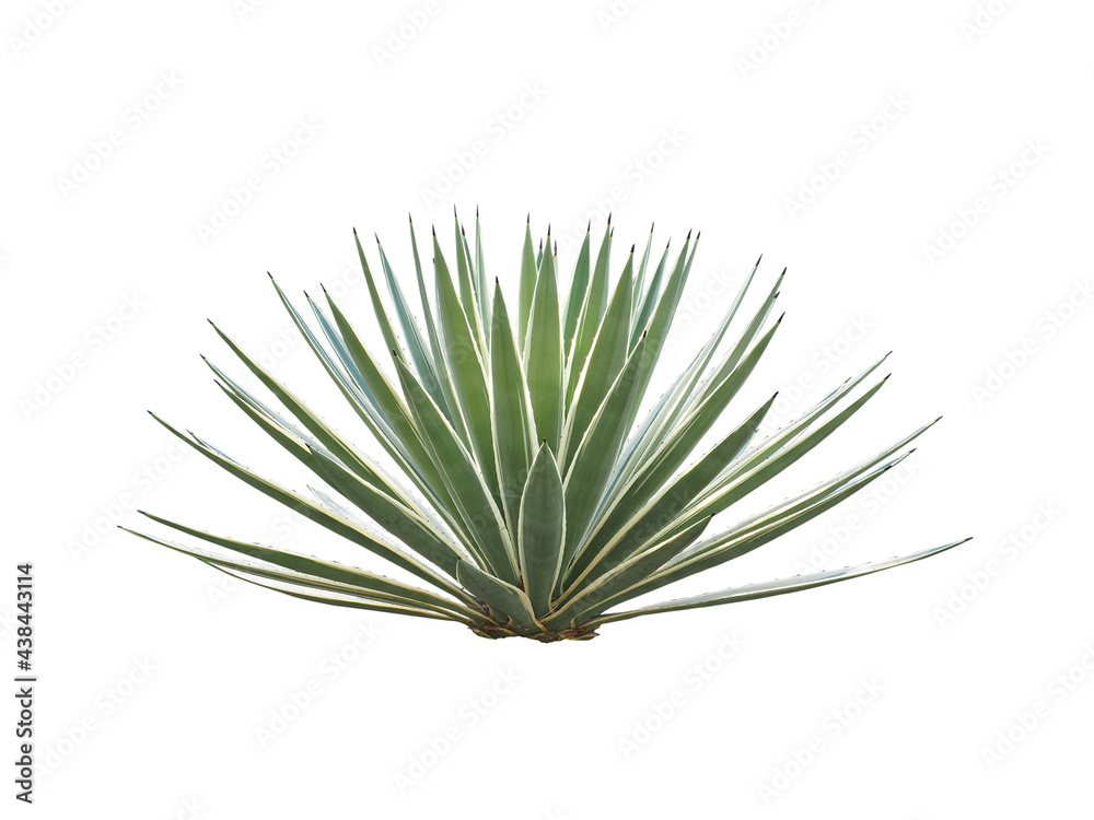 Fototapeta premium Agave plant isolated on white background. clipping path. Agave plant tropical drought tolerance has sharp thorns.