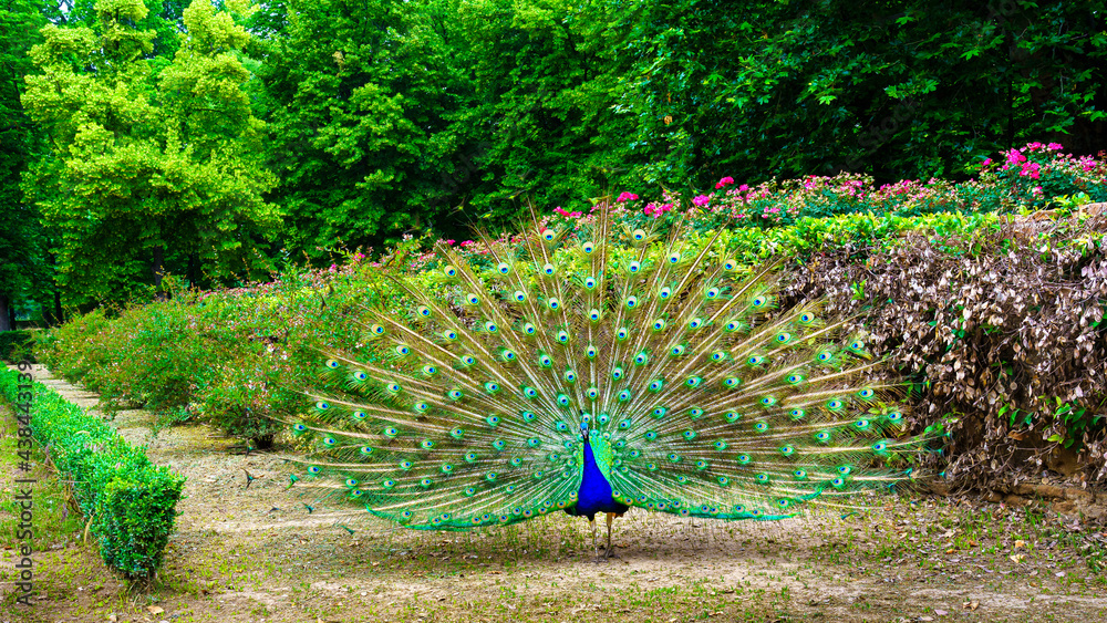Obraz premium Peacock with its tail open showing vivid colors in a symmetrical arrangement. Aranjuez.