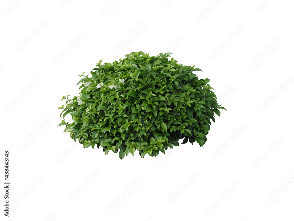 Bush isolated on white background,Objects with Clipping Paths