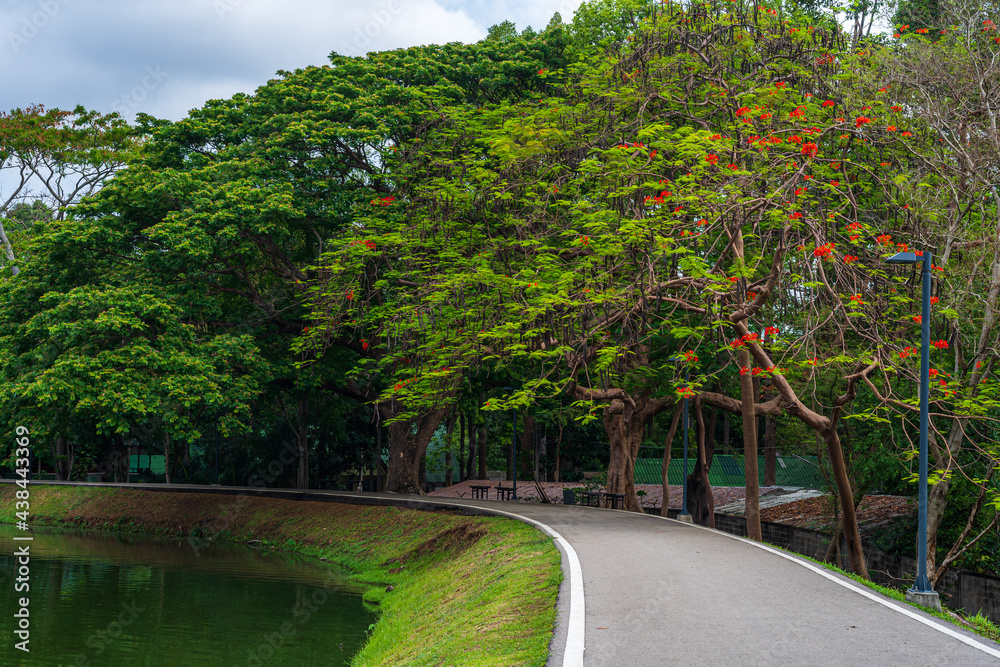 road landscape view and tropical red flowers Royal Poinciana in Ang Kaew Chiang Mai University Forested Mountain blue sky background with white clouds, Nature Road in mountain forest.