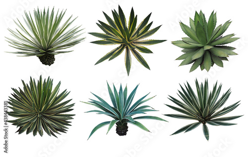 Set collection Agave plant isolated on white background.This has clipping path. © l3ank