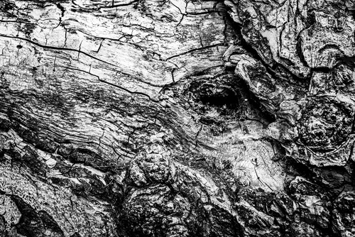 Black and white dead trees
