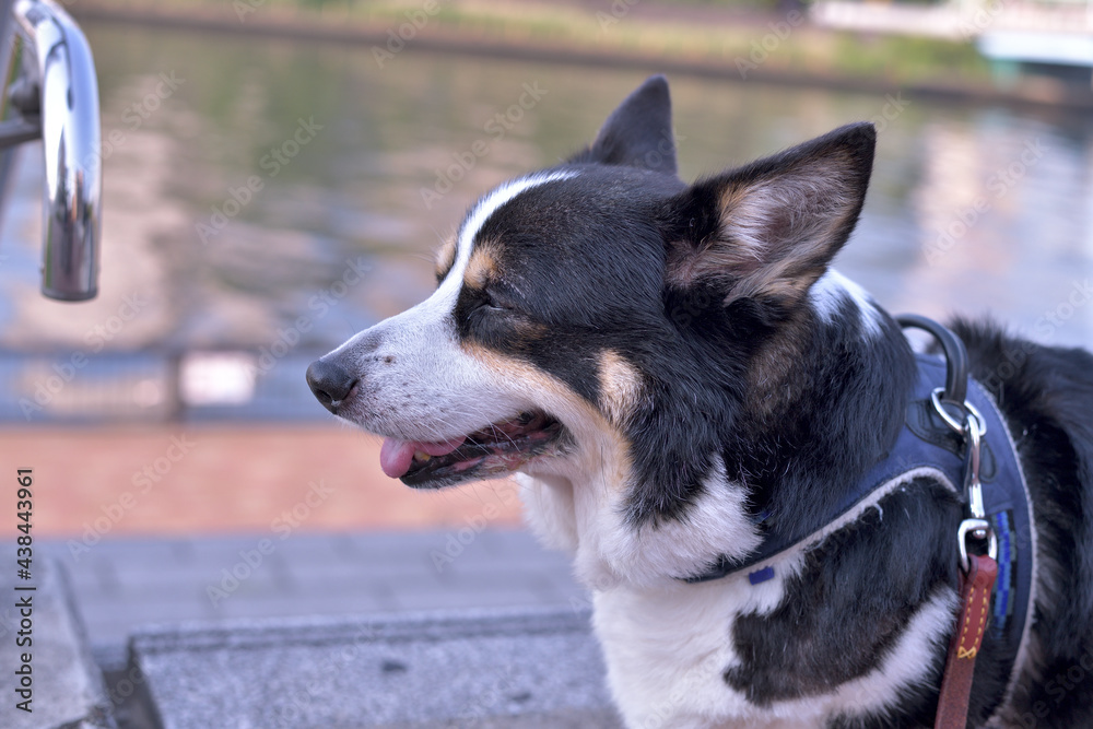 川沿いの道を散歩しているブラックヘッドのコーギー犬 Stock 写真