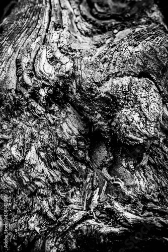 Obraz na płótnie Black and white dead trees w salonie