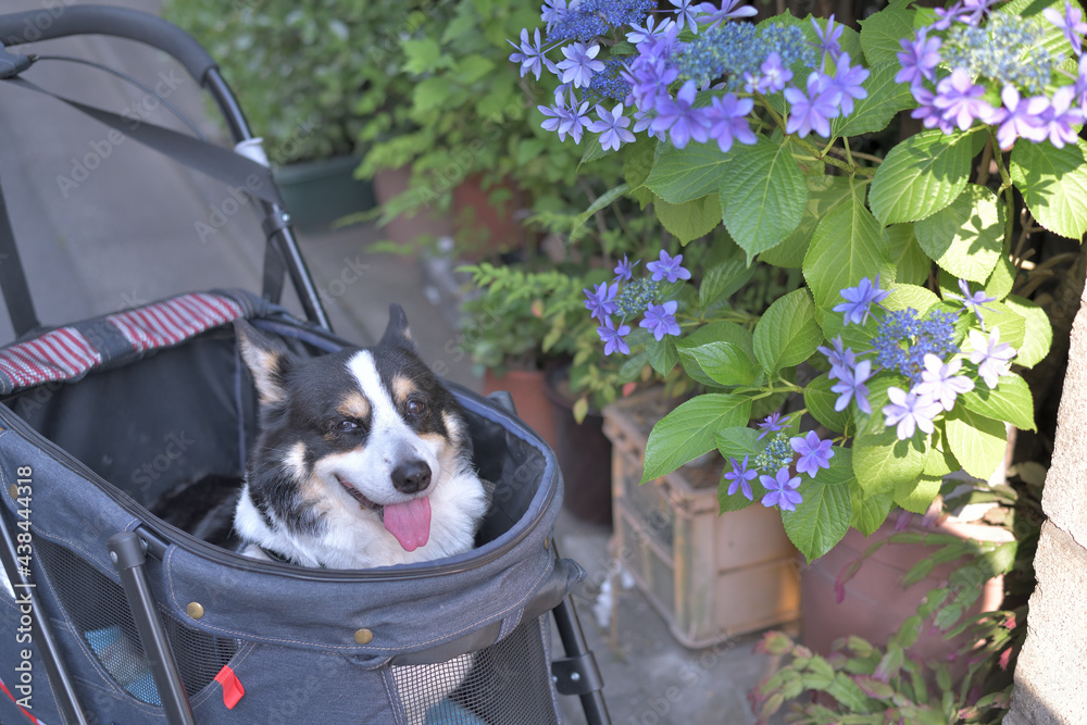 紫陽花と犬用バギーに乗った黒コーギー Stock Photo Adobe Stock