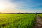 Scenic view landscape of Rice field green grass with field cornfield or in Asia country agriculture harvest with fluffy clouds blue sky sunset evening background.