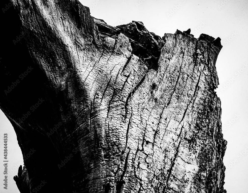 Black and white dead trees