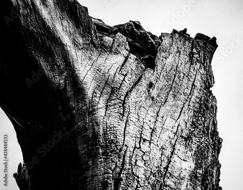 Obraz na płótnie Black and white dead trees w salonie