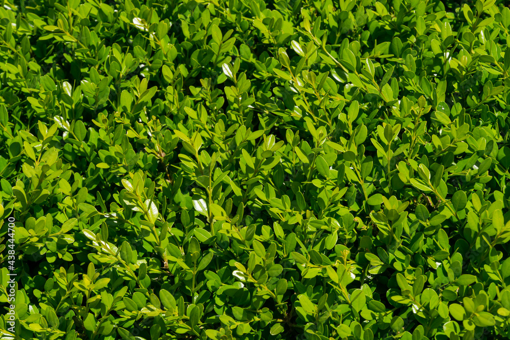 Close-up of bright shiny young green foliage of boxwood Buxus sempervirens on embankment of Arkhipo-Osipovka. Perfect backdrop for any natural theme. Selective focus