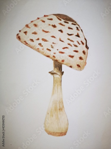 Mushroom on white background - artwork made with colored pencils