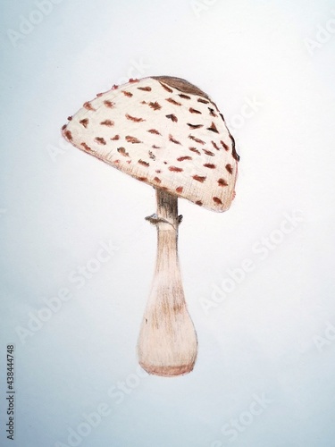 Mushroom on white background - artwork made with colored pencils