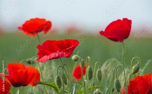 Poppy flower in a wheat field 