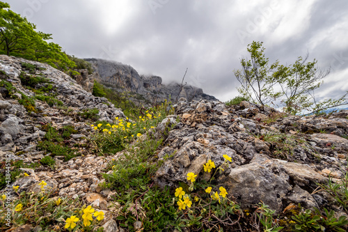 Mineral landscape with flowers in the foreground, Vercors, France
