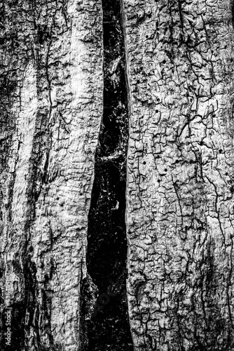 Obraz na płótnie Black and white dead trees w salonie
