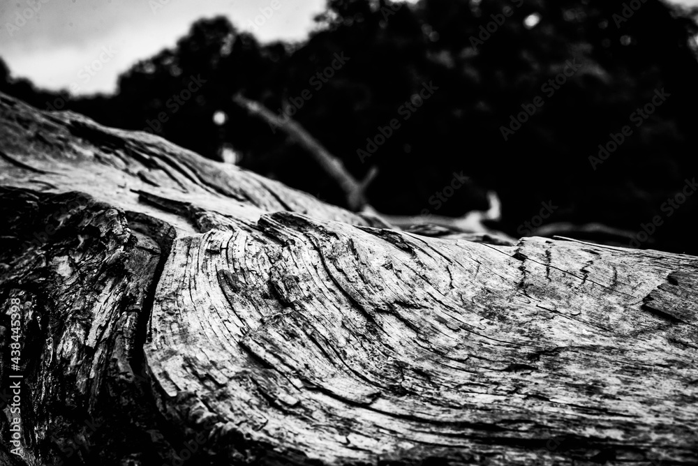Black and white dead trees