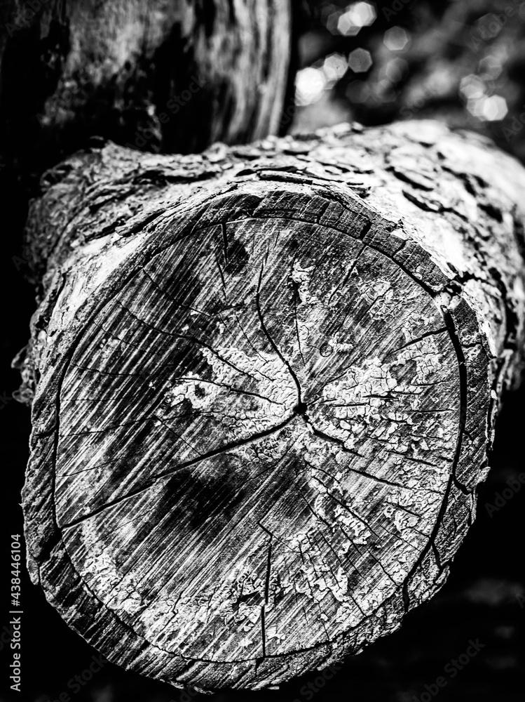 Black and white dead trees