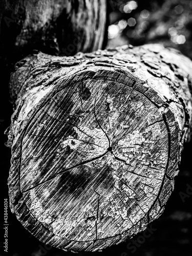 Black and white dead trees