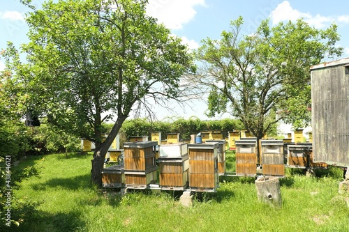 In the garden among the trees there are several rows of colorful wooden hives, a sunny summer day