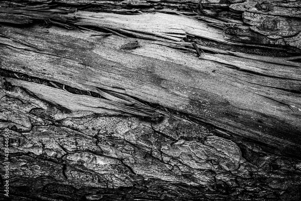 Black and white dead trees