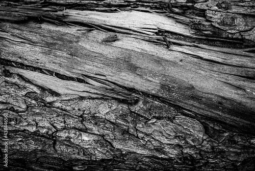 Obraz na płótnie Black and white dead trees w salonie