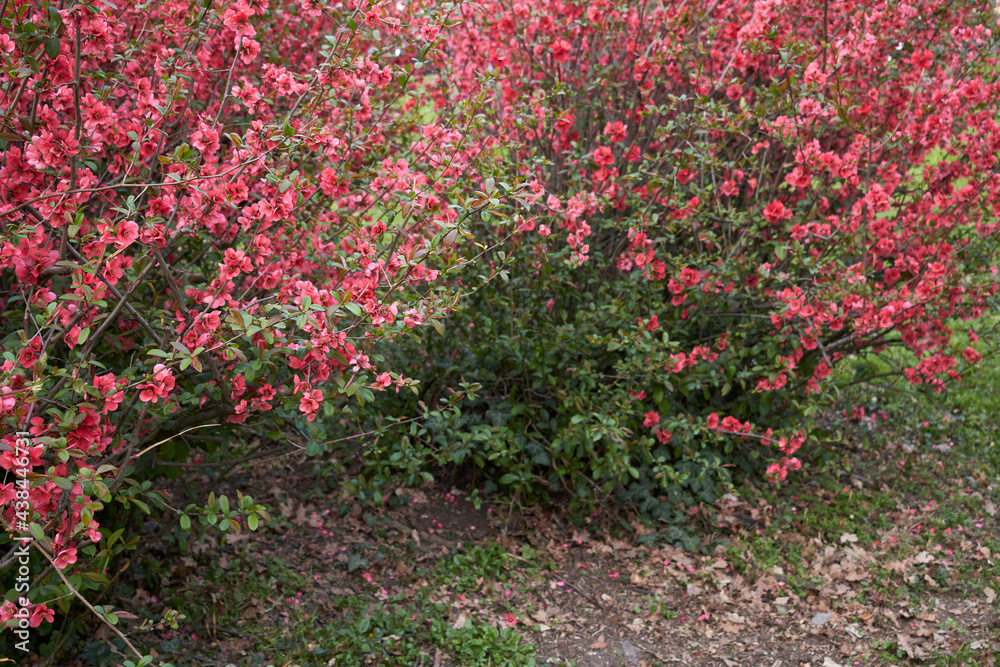 Chaenomeles speciosa Chaenomeles speciosa
