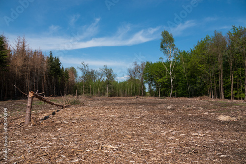 Brachfläche im Wald durch Klimawandel