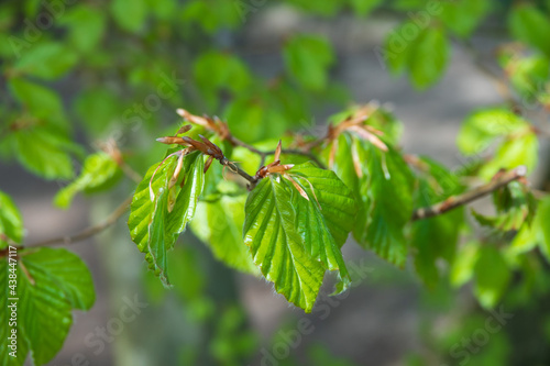 junge Buchenblätter / Triebe am Baum, Wald, Frühling