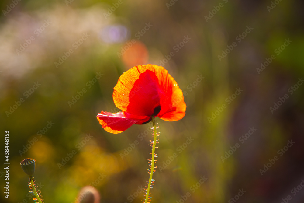Naklejka premium Poppy with sunset