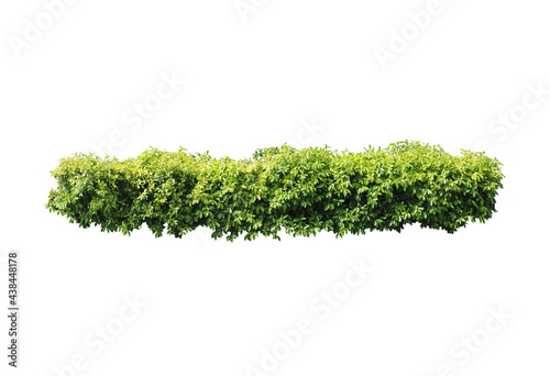 Plant bush,Tree isolated on white background,This has clipping path.