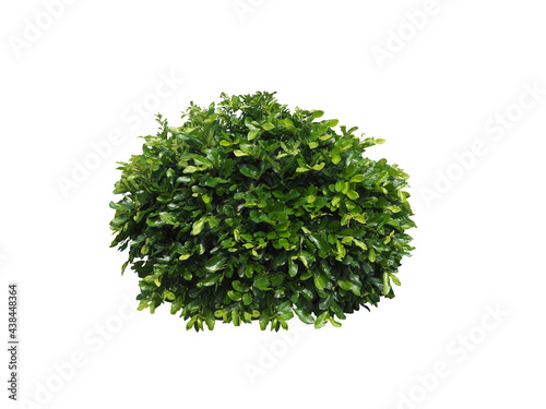 Bush isolated on white background,Objects with Clipping Paths