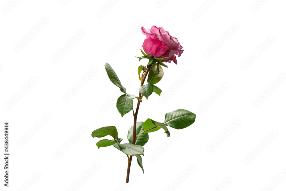 Obraz premium Pink rose isolated on white background.