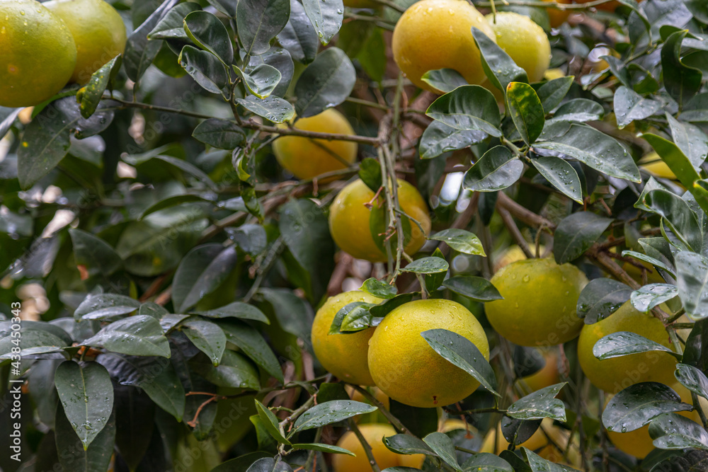 Yellow sweetie pomelo citrus fruit ripens on a tree branch at the organic household. Authentic farm series. Yellow sweetie pomelo citrus fruit ripens on a tree branch at the organic household. Authentic farm series.