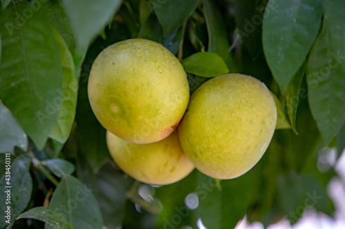 Yellow sweetie pomelo citrus fruit ripens on a tree branch at the organic household. Authentic farm series.