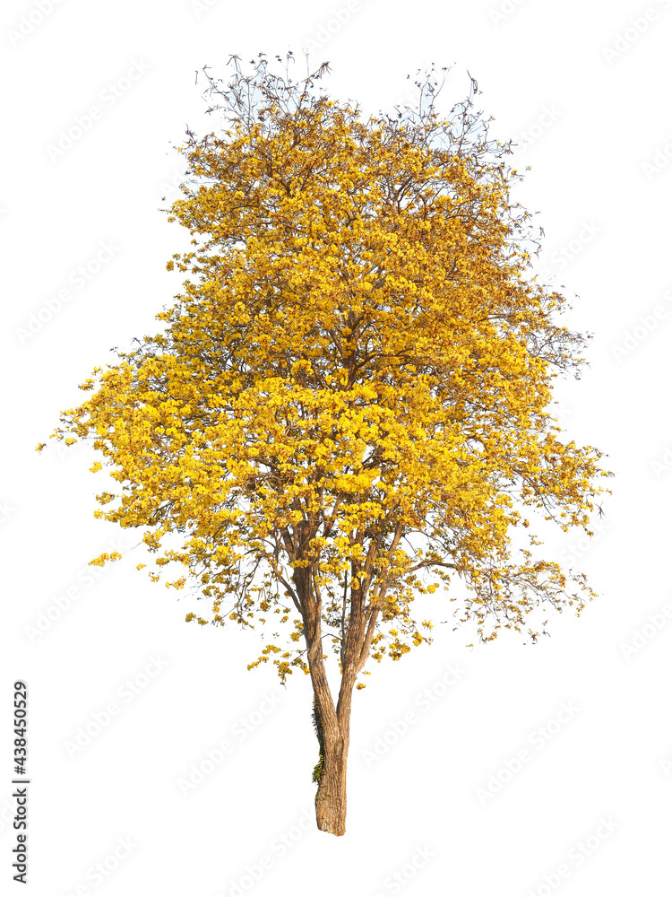 Tree isolated on white background,This has clipping path. Tree isolated on white background,This has clipping path.