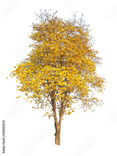Tree isolated on white background,This has clipping path. © l3ank